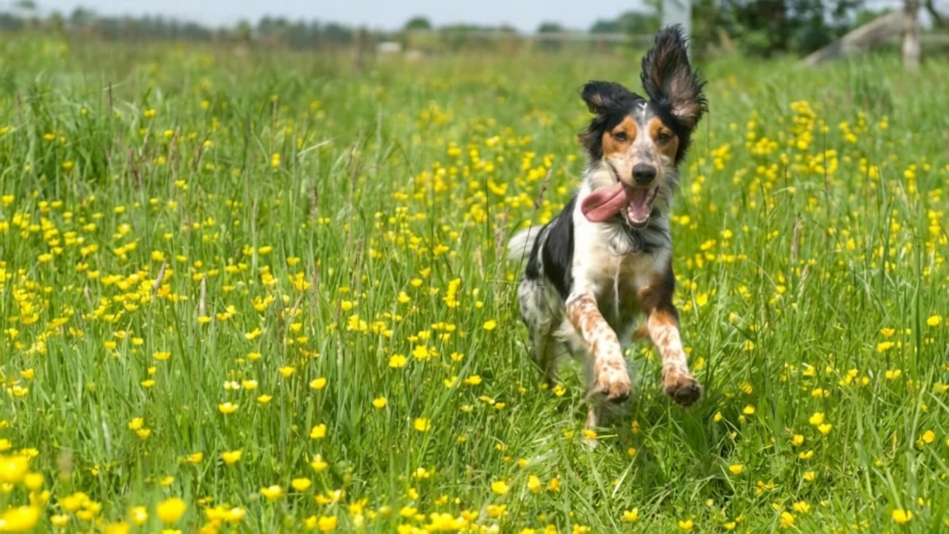 excitable dog workshop from February