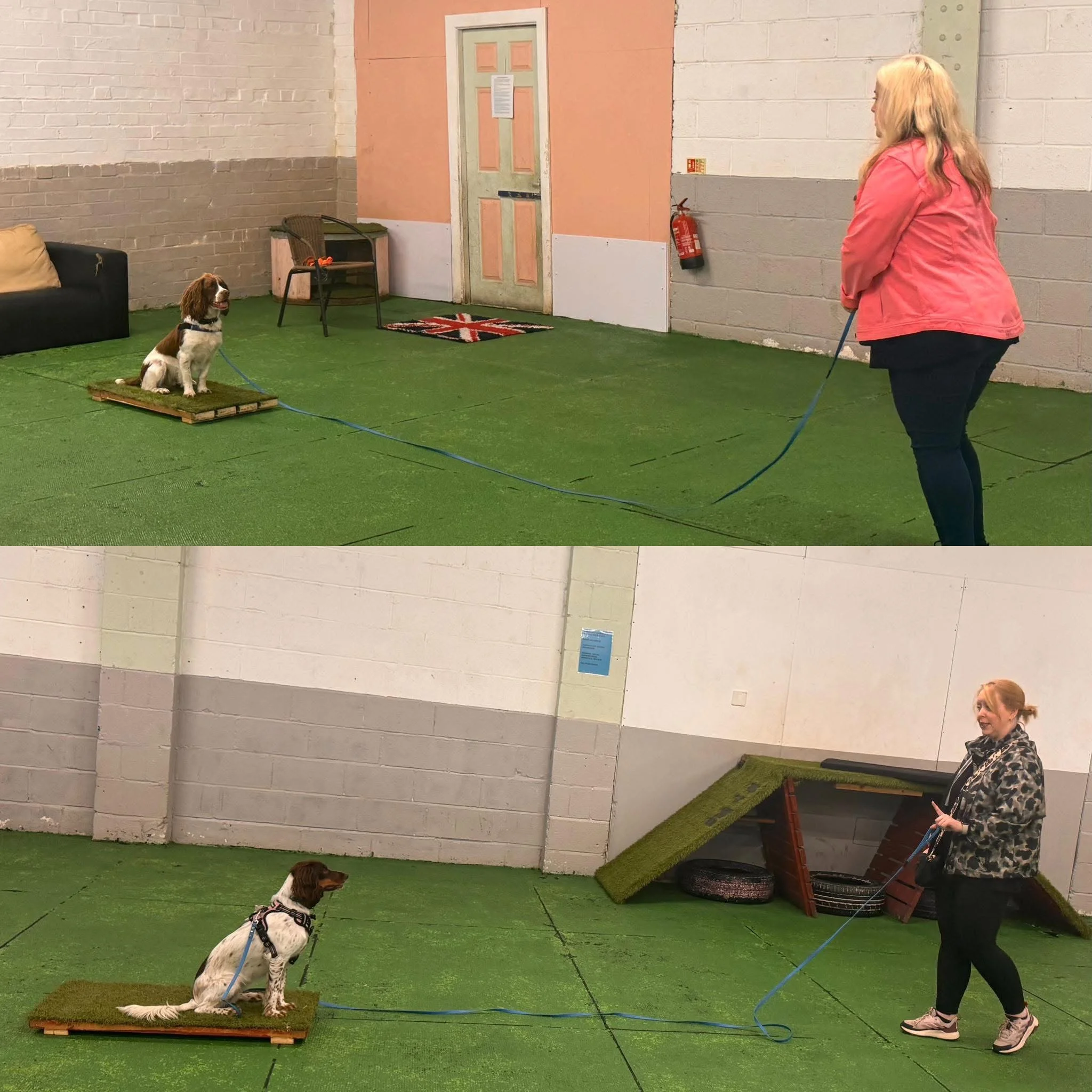 spaniels in training